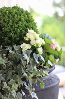 Image result for Boxwood Hedge Plants