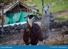 Image result for Farm Animals Lama