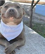 Image result for Smiling Doggo Low Resolution