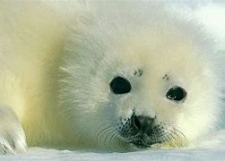 Image result for Fat Harp Seal