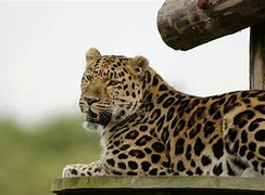 Image result for Leopard Lying