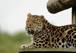 Image result for Leopard Lying Wooden Surface Zoo