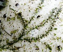 Image result for Canadian Pondweed