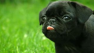 Image result for Cute Black Pug Pictures