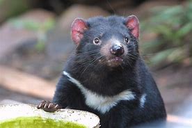 Image result for Tasmanian Cat