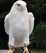 Image result for Albino Bald Eagle