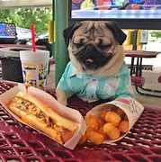 Image result for Pug Eating Tuna