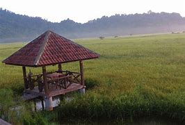 Image result for Sawah Padi Kampung