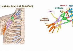 Image result for Brachial Plexus Nerve Glides