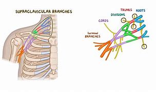 Image result for Brachial Plexus Roots