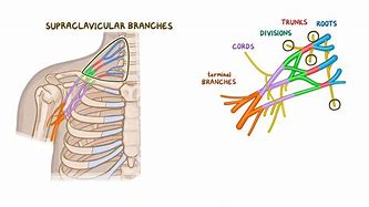 Image result for Prostatic Plexus