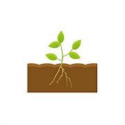 Image result for Roots ClipArt