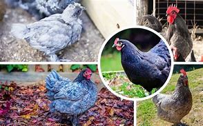 Image result for Blue Chicken Breeds With