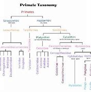 Image result for Primate Genus Chart