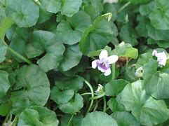 Image result for Australian Violet Ground Cover