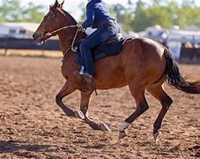 Image result for Horse Riding Jeans