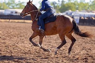 Image result for 7s Horse Riding Jeans