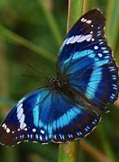 Image result for Pretty Butterfly Wings