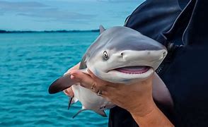 Image result for Babies Sharks Plush