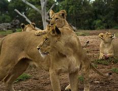 Image result for Lion Protecting Cub