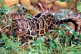 Image result for Borneo Clouded Leopard