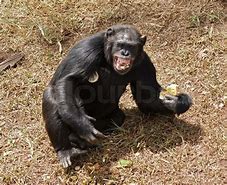 Image result for Chimpanzee Eating Grass