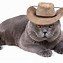 Image result for Texas Cowboy Cat