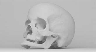 Image result for Real Human Skull 3D Scan