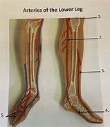 Image result for Lower Leg Artery