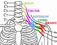 Image result for Brachial Plexus Nerve Glides