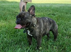 Image result for French Masjid Dog