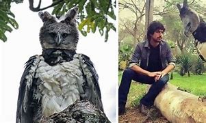 Image result for Harpy Eagle with Person