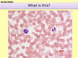 Image result for Circulatory System Diagram KS4