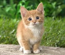 Image result for Cute Kitty Cat