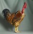 Image result for Tamara Blue Chicken