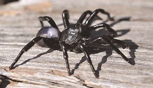 Image result for Malaysian Trapdoor Spider