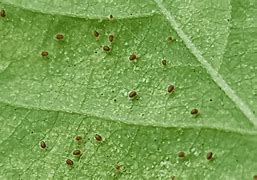 Image result for Plant Mites