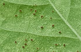 Image result for Kill Plant Mites