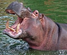 Image result for Hippo Big Teeth