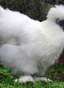 Image result for Silkie Chicken Feet