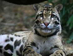 Image result for Melanistic Clouded Leopard