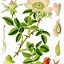 Image result for Drawn Roses Images