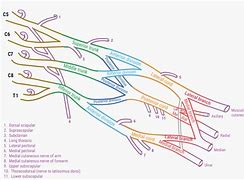 Image result for Flow Chart of Brachial Plexus