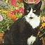 Image result for Chonky Tuxedo Cat