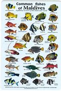 Image result for Melvius Fish