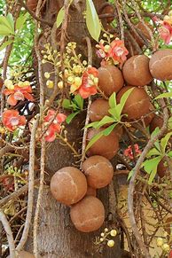 Image result for Shorea Robusta