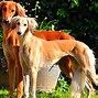 Image result for Saluki Dog Breed