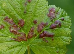 Image result for Fig Tree Diseases