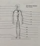 Image result for Arteries in Circulatory System