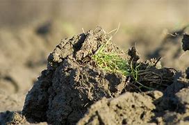 Image result for Grass Vs. Clay